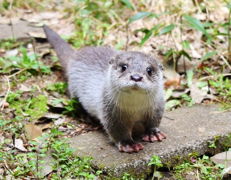 ニホンカワウソ