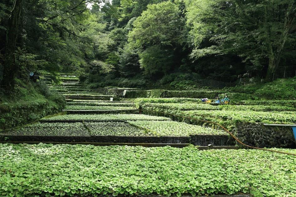 畑わさび