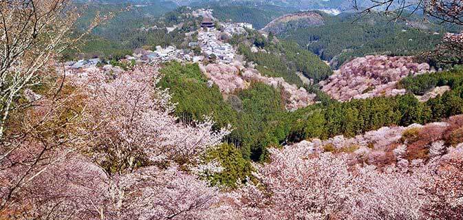 日本關西地區的最佳賞花景點