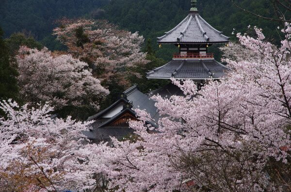 日本關西地區的最佳賞花景點