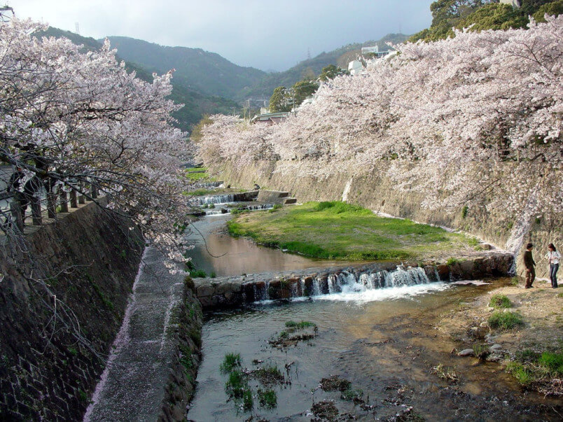 Ashiya, Hyogo is a beautiful place for hanami (cherry blossom viewing)