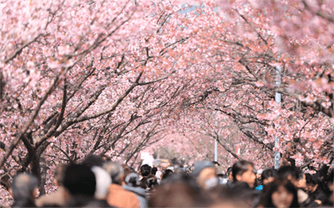 Japan's infamous hanami or flower viewing of the sakura in spring