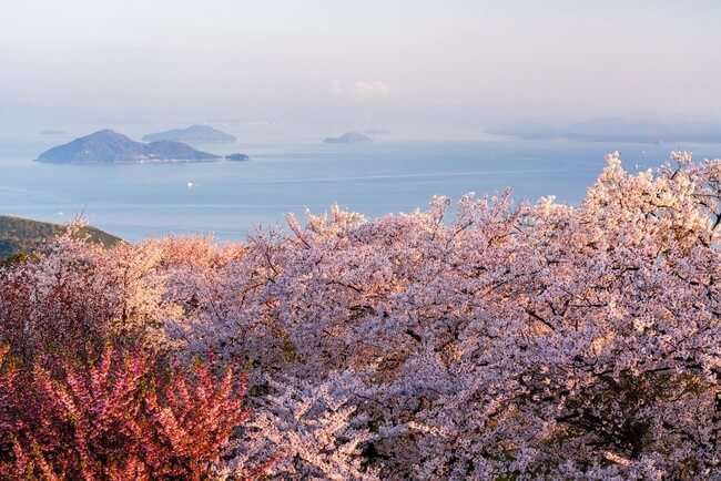 Sakura View