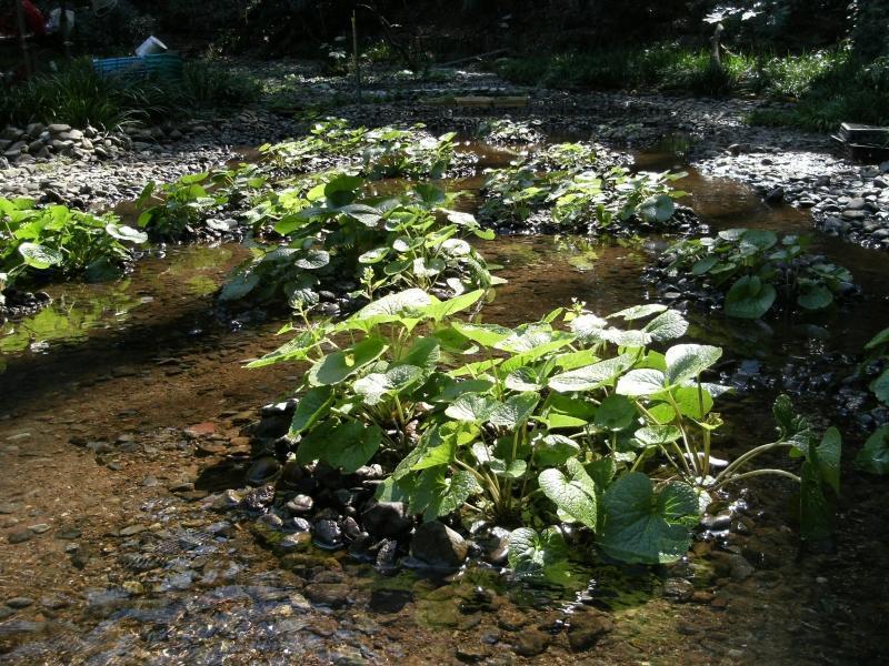 水わさび